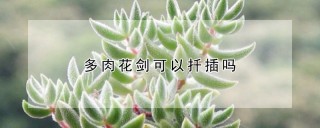 多肉花剑可以扦插吗,第1图