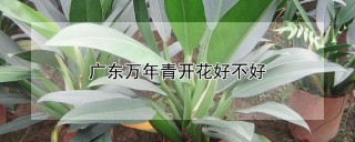 广东万年青开花好不好,第1图