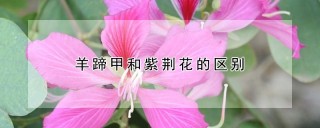 羊蹄甲和紫荆花的区别,第1图