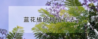 蓝花楹的种植方法,第1图