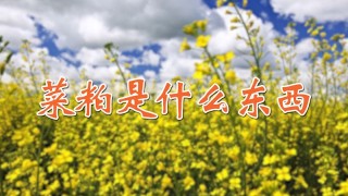 菜粕是什么东西,第1图