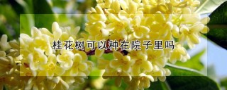 桂花树可以种在院子里吗,第1图