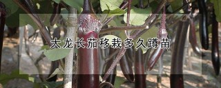 大龙长茄移栽多久蹲苗,第1图