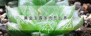 黄金玉露多肉怎么养,第1图