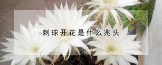 刺球开花是什么兆头,第1图