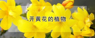 开黄花的植物,第1图