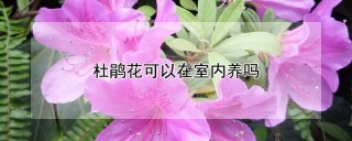 杜鹃花可以在室内养吗,第1图