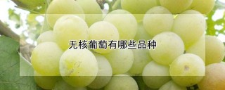 无核葡萄有哪些品种,第1图