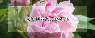 保加利亚玫瑰的花语,第1图