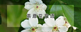 茶蘼花花语,第1图