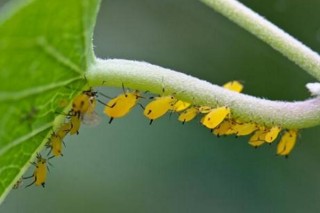 盆栽绿萝病虫害的防治，5种常见病害及解决方法让你告别病虫害,第4图