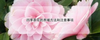 四季茶花的养殖方法和注意事项,第1图