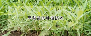 旱秧苗的种植技术,第1图