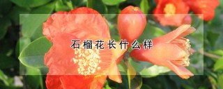 石榴花长什么样,第1图