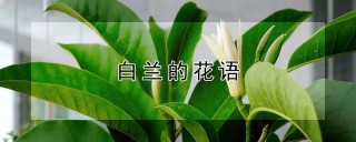 白兰的花语,第1图