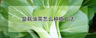 盆栽油菜怎么种植方法,第1图