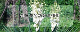 剑麻花的功效与作用,第1图