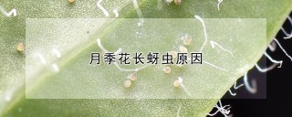 月季花长蚜虫原因,第1图