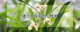 建兰开花后怎么修剪,第1图