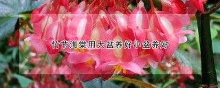 竹节海棠用大盆养好小盆养好,第1图