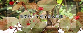 海棠花叶子蔫了怎么回事,第1图