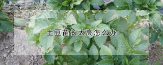 土豆苗长太高怎么办,第1图