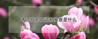 木兰花的花语和寓意是什么,第1图