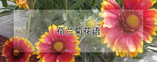 荷兰菊花语,第1图