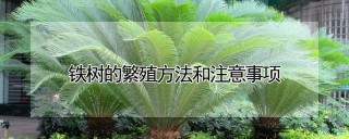 铁树的繁殖方法和注意事项,第1图