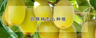 弥猴桃怎么种植,第1图