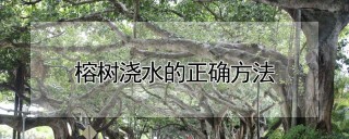 榕树浇水的正确方法,第1图