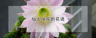 仙人球花的花语,第1图