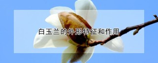 白玉兰的外形特征和作用,第1图