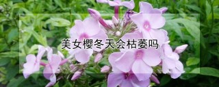 美女樱冬天会枯萎吗,第1图