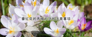 番红花的养殖方法和注意事项,第1图