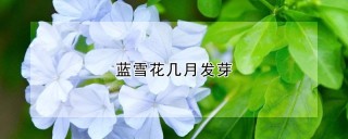 蓝雪花几月发芽,第1图