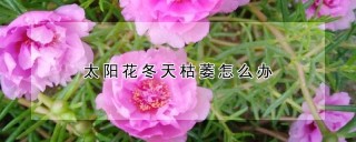 太阳花冬天枯萎怎么办,第1图