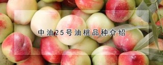 中油25号油桃品种介绍,第1图