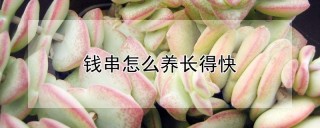 钱串怎么养长得快,第1图