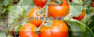 西红柿怎么育苗,第1图