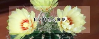 仙人球怎么催花,第1图