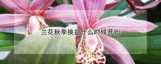 兰花秋季换盆什么时候开始,第1图