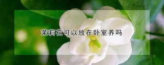 茉莉花可以放在卧室养吗,第1图