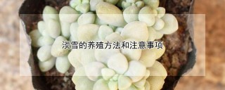 淡雪的养殖方法和注意事项,第1图