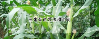 玉米育苗方法和时间,第1图