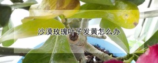 沙漠玫瑰叶子发黄怎么办,第1图