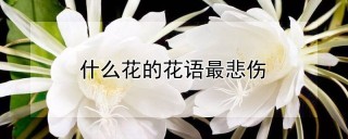 什么花的花语最悲伤,第1图