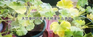 天竺葵叶子发黄干枯是什么原因,第1图