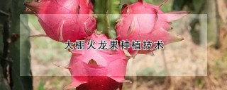 大棚火龙果种植技术,第1图