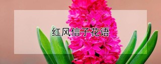 红风信子花语,第1图